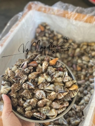 n ốc nhảy sống TO tại Quảng Nam