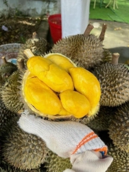 Sẵn 2 hộp cơm sầu óc khỉ siêu ngon mới tách sẵn ,ai ăn báo em sỉp luôn tại Quảng Nam