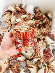 Ghe Vô Được Nhiều Càng Nớ Em Bán Giúp tại Quảng Nam