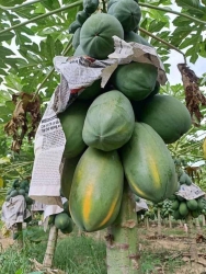 Bán đu đủ nhà trồng giá 23.000 VNĐ/kg tại Quảng Nam