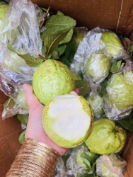 Ổi xứng đáng có ngàn người ăn, cực kỳ giòn ngọt nha tại Quảng Nam