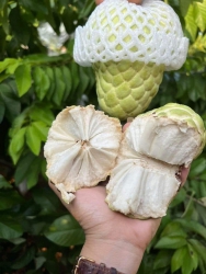 o e miễn síp nha tại Quảng Nam