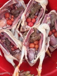 n giúp 100 con vịt trời tại Quảng Nam