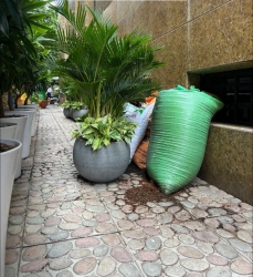 Cay dai loan Xanh dep , sum , ben, khoe , de cham tại Quảng Nam