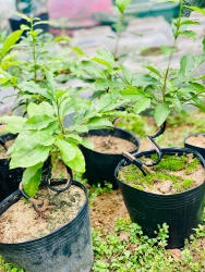 Nhà Mình Trồng Nhiều, Ai Thích Ghé Giao Lưu Nhé tại Quảng Nam