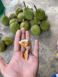 i hạt sầu Musang King bé tí teo tại Quảng Nam