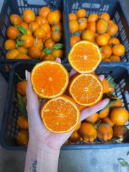 Menu ngay mai nhà e có Quýt sim, Táo đá mật, nho ruby, Ổi đỏ, Cam sành bui trái to, chả cá ly sơn, tại Quảng Nam