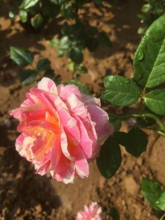 Bên e cũng cấp tất cả các giống hồng ngoại hồng leo ,thân gỗ ,bụi  tại Quảng Nam