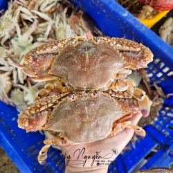 Ghẹ tươi ngon - Giá rẻ tại Quảng Nam