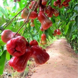 Mận đỏ an phước mới về cây đẹp tại Quảng Nam
