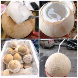 n dừa xiêm Trọc Bến Tre tại Quảng Nam