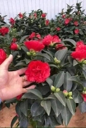 Trà My Tứ Quý Cây sắn tại vườn Cây y hình tại Quảng Nam