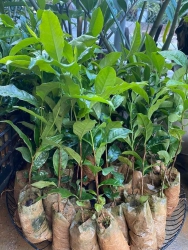 Cây giống chè xanh tại Quảng Nam