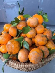 n quýt sim VIP tại Quảng Nam