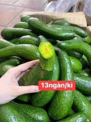 Giá Huỷ Diệt - Mùa Bơ Nữ Hoàng tại Quảng Nam