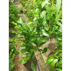 Bưởi Da Xanh Ruột Đỏ tại Quảng Nam