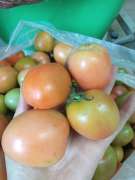 Rau củ Đà Lạt  bao ngon, bao rẻ . tại Quảng Nam