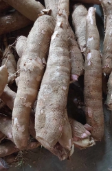 Nhổ sắn bán rẻ tại Quảng Nam