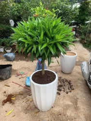 Trúc bách hợp đủ size Trồng đơn hoặc mix tiểu cảnh đều đẹp cưng ạ tại Quảng Nam