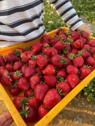 o e miễn síp lun nha tại Quảng Nam