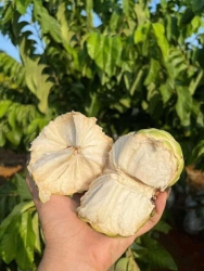 I - MỸ VỊ NHÂN GIANG Món ni con nít người lớn chi cũng giền, ngọt dễ ăn, ít hột tại Quảng Nam