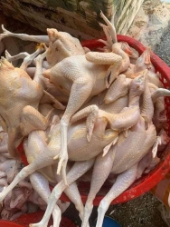 ch ủng hộ em gà dai ngon tại Quảng Nam