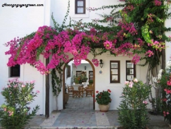 n tường leo cửa 2 màu: trắng hồng tại Quảng Nam