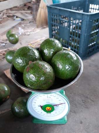 E mới về lô BƠ BOOTH sạch k thuốc hái tại vườn đăk lăk nên mọi người yên tâm tại Quảng Nam