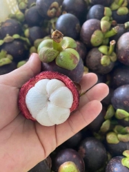 Măng đầu mùa mà ngon xỉu, múi măng trắng tinh, chất măng ngọt đậm tại Quảng Nam