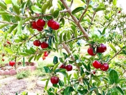 Cây Giống Sơ Ri tại Quảng Nam