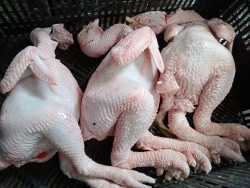 Còn vài em gà đông tảo f2 tại Quảng Nam
