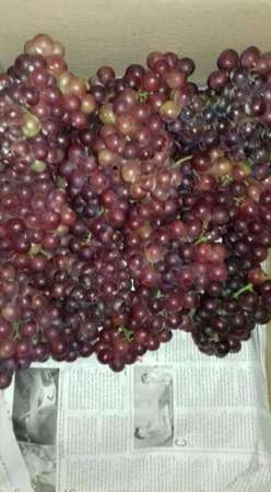 Nho vườn ninh thuận, bao ngọt, bao sạch  tại Quảng Nam