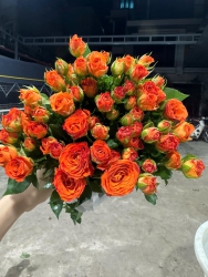 Các Mặt Hàng Thực Phẩm Mới Nhất tại Quảng Nam