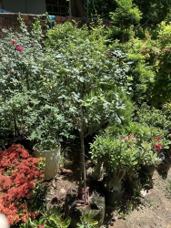 Dọn Vườn thanh lý lô hồng thân gỗ - hoa đỏ nhung tại Quảng Nam