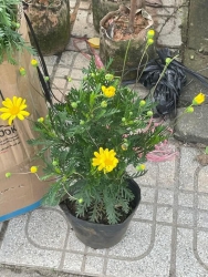 cuc than go ra hoa quanh nam Cay dang nu va hoa nhu hinh Mua 1 chau choi hoa may nam tại Quảng Nam