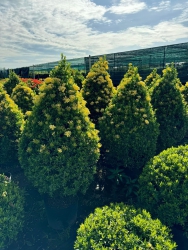 Hoa trang đủ màu, đủ size tại Quảng Nam