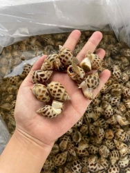 Ốc hương chín hấp sẵn tại Quảng Nam
