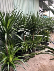 Cây đẹp mướt và cao 1m4 tại Quảng Nam