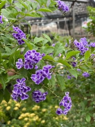 n đẹpSẵn như hình tại Quảng Nam