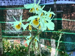 Bán lô đất Châu Lâu Điện Thọ tại Quảng Nam