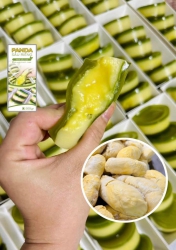 PANDA SẦU RIÊNG tại Quảng Nam