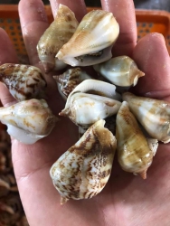 ng mai em ship tại Quảng Nam