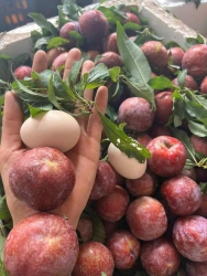 Mận ngon ngọt đáng trái đã, Size to 25/30k trái tại Quảng Nam