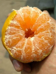 Gấp giải cứu quýt đường số lượng lớn tại Quảng Nam