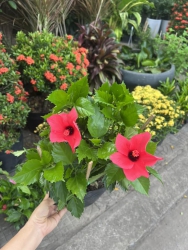 Hoa dâm bụt thái - đủ màu ạ tại Quảng Nam