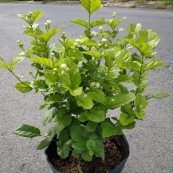  tại Quảng Nam