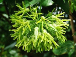 Thiên lí tại Quảng Nam