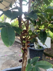 Cây nho gỗ tại Quảng Nam
