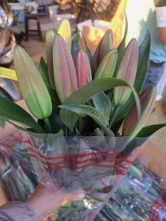 MAI Thảo về Nhé, Siêu đẹp Lại Siêu Rẻ Cho cả nhà Mjk cắm, Cho thơm Nhà Thơm cửa Nề tại Quảng Nam