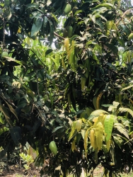 Xoài ngon cho mùa hè tại Quảng Nam